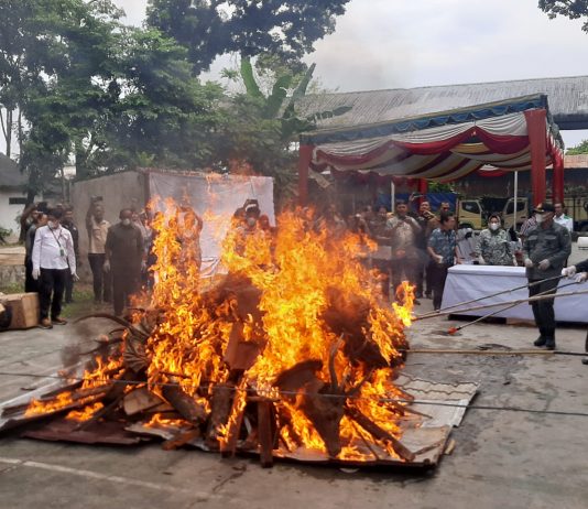 MUSNAHKAN: Para pemangku kepentingan Kehutanan melakukan pemusnahan barang bukti tindak pidana kehutanan.(Foto: Nusantaranews)