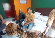 KULIT HARIMAU: Petugas Polda Sumatera Utara menunjukkan barang bukti pejualan kulit harimau disaksikan para tersangka.(Foto: Istimewa)